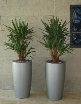 Tall tapered curved round GRP planter
