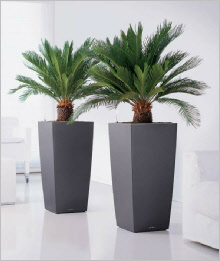 Tall tapered curved square synthetic planter Tall tapered curved square synthetic planter