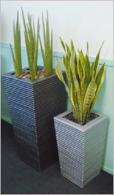 Tall tapered ribbed square GRP planter